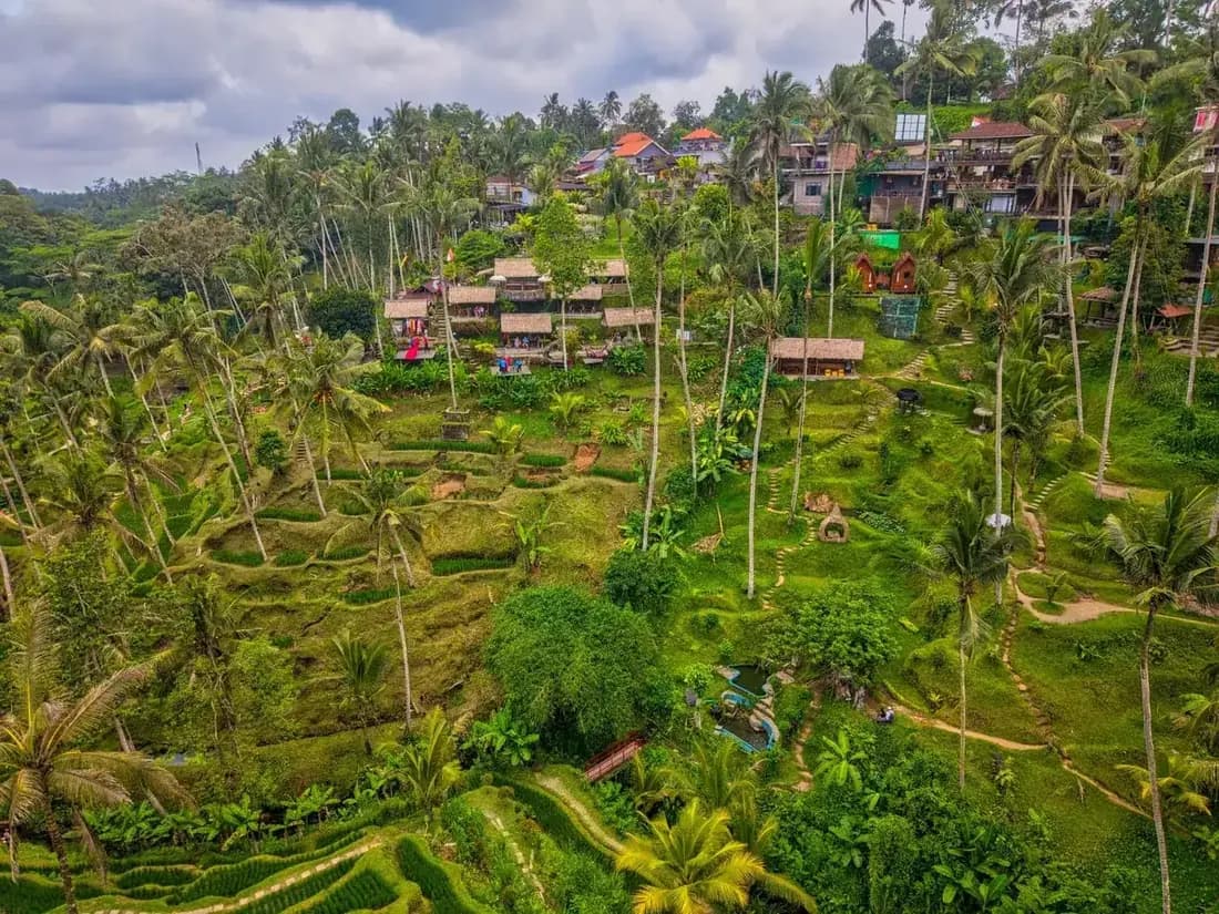 Terraced rice fields and coconut palms in the valley at Tegallalang, Bali